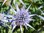 Eryngium bourgatii